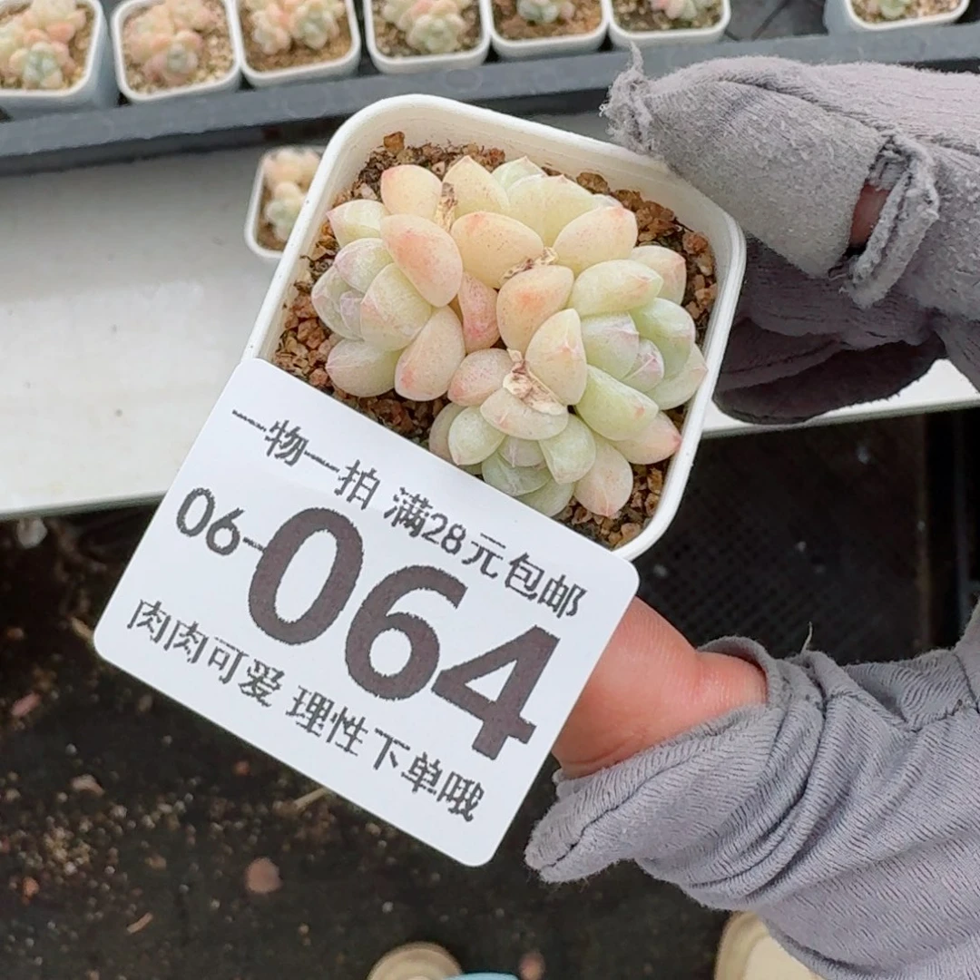 冰玉无盆土发货无盆土无盆土