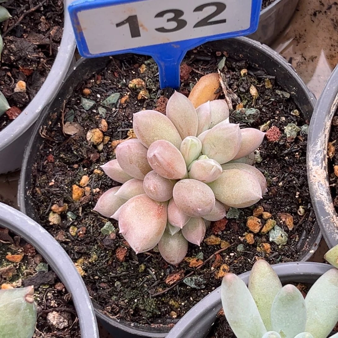 多肉植物海豚体哥特132