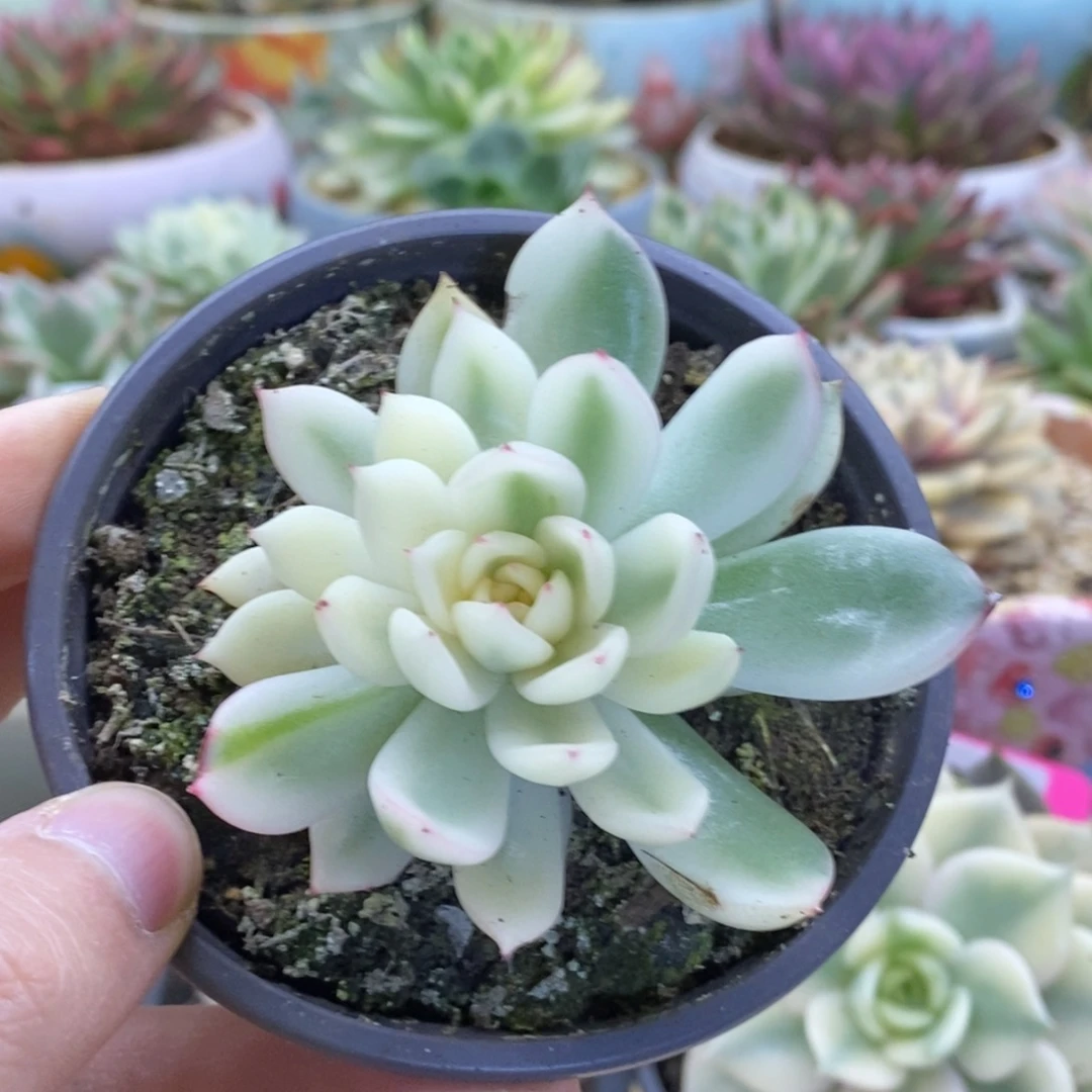 403东云杂锦锦锦锦锦锦