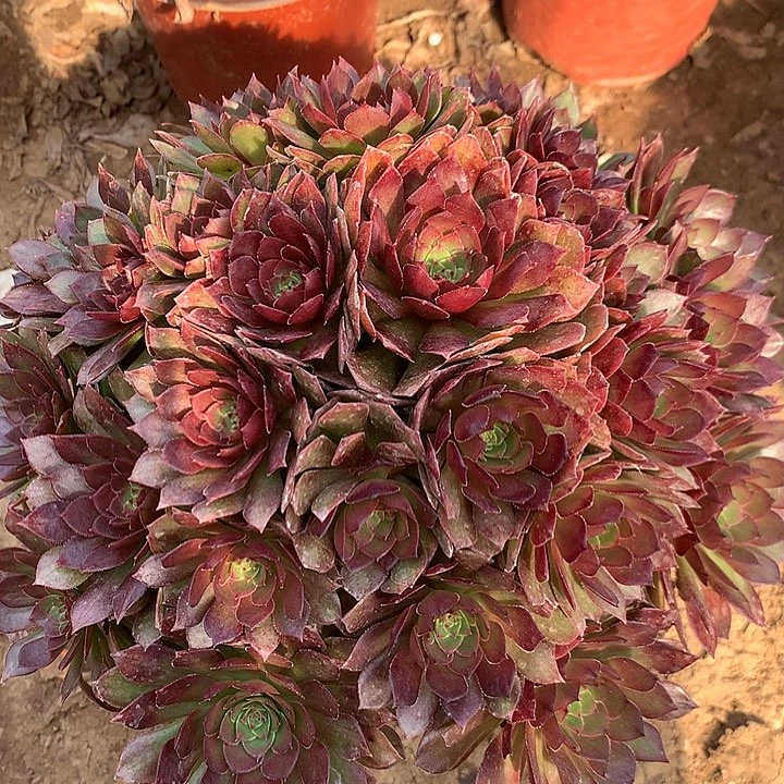 多肉植物桃花石20