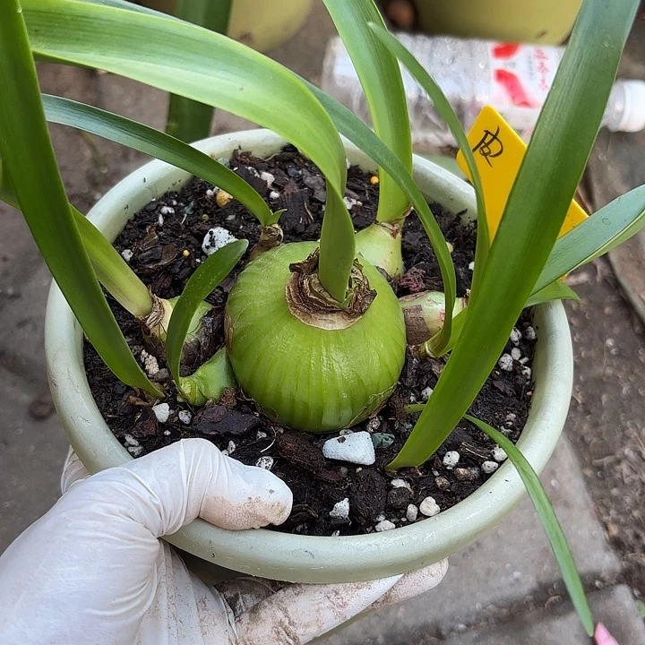 无花朵朱顶红P P主球6+10侧
