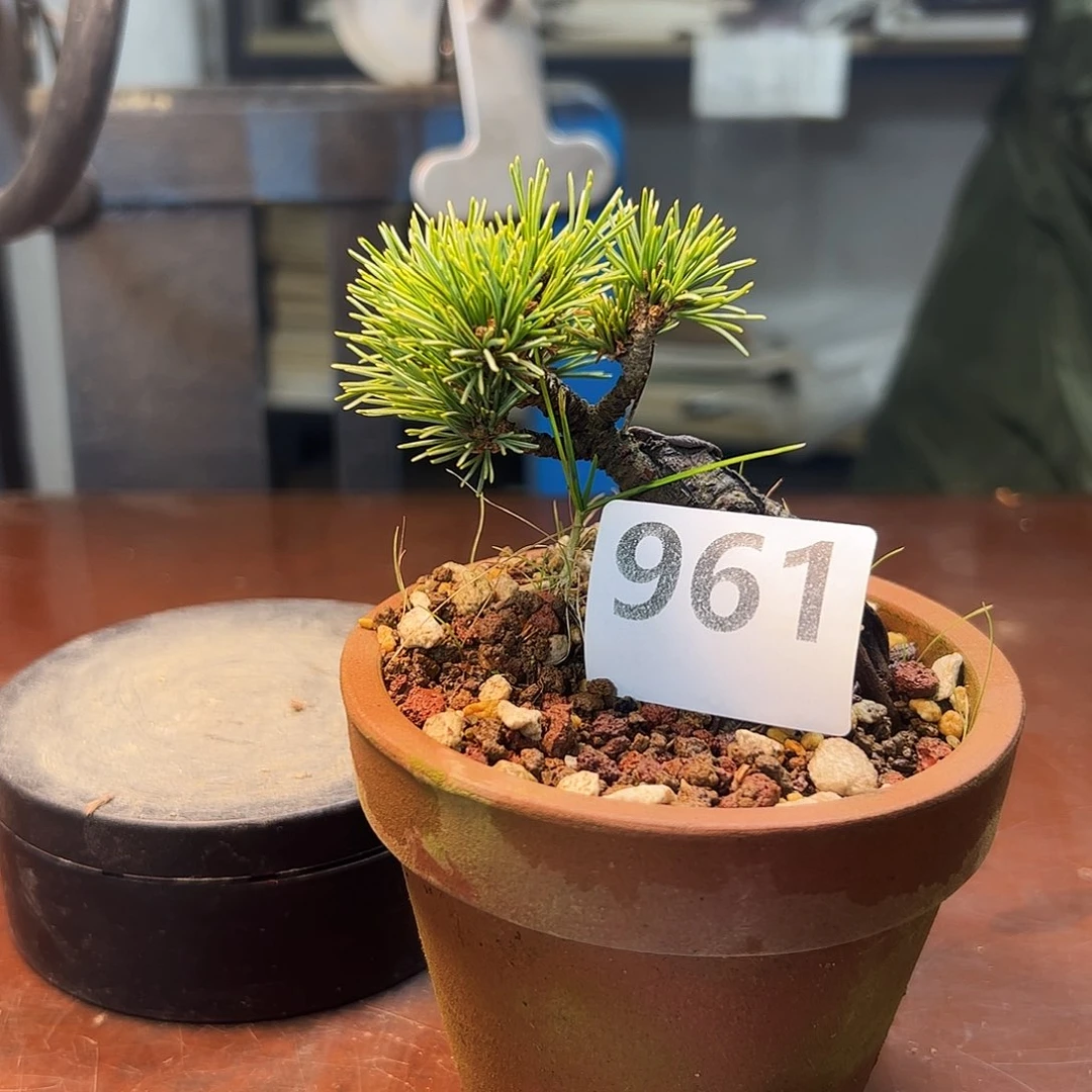 无花朵健健康康快快乐乐