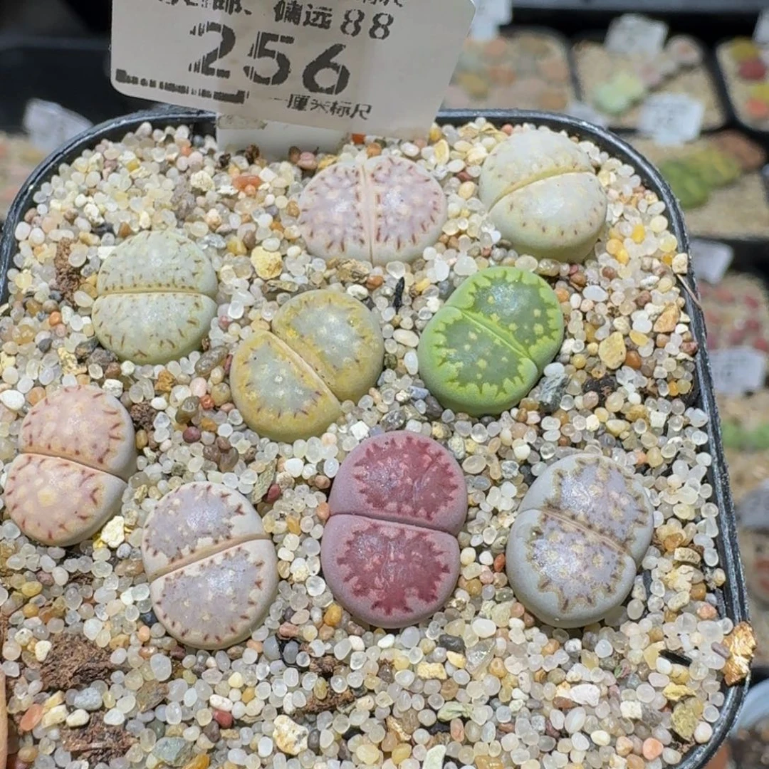 Ssss精品生石花256