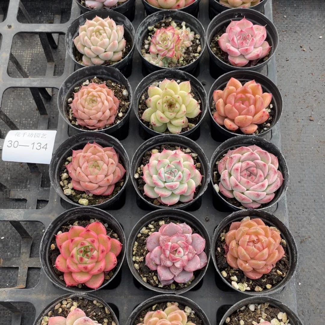 一物一拍18颗30-134