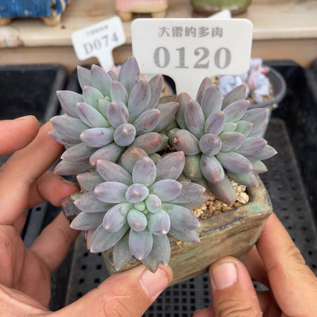 0120红蜻蜓不带盆10厘米