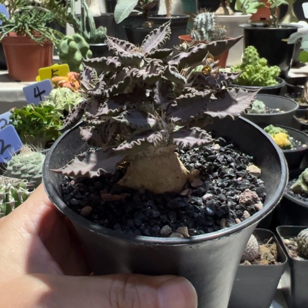 紫红精控图拉大戟带盆1111111