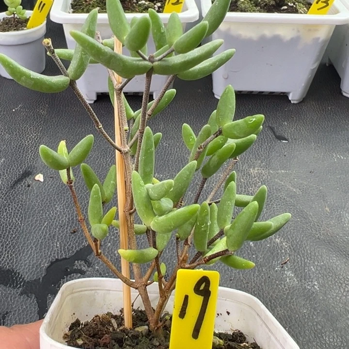19号 香蕉 一物一拍