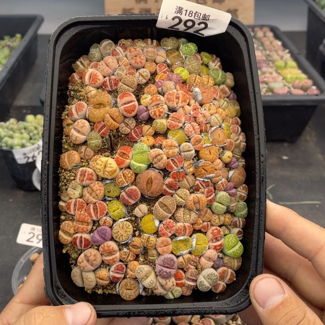 红陶000000000000000292