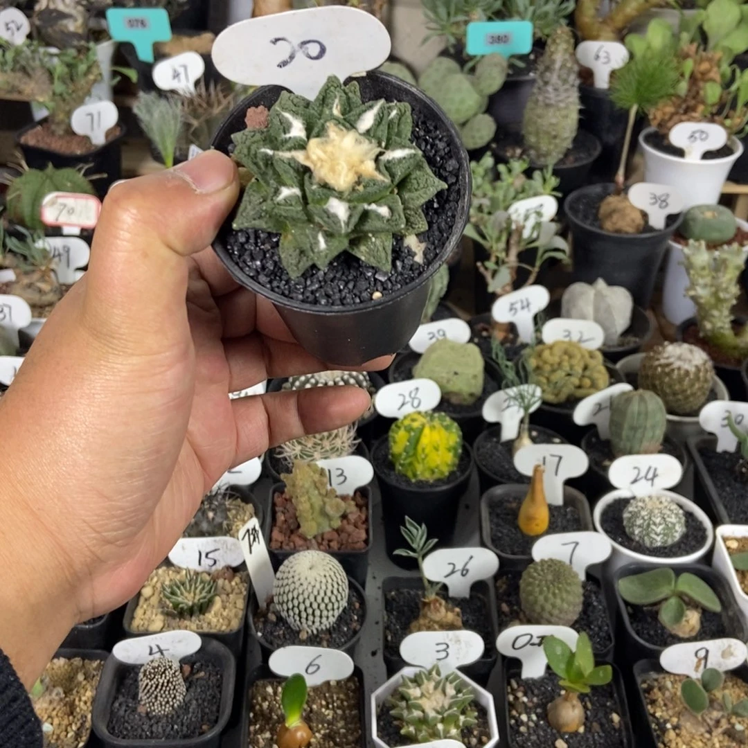 辛顿牡丹一物一拍