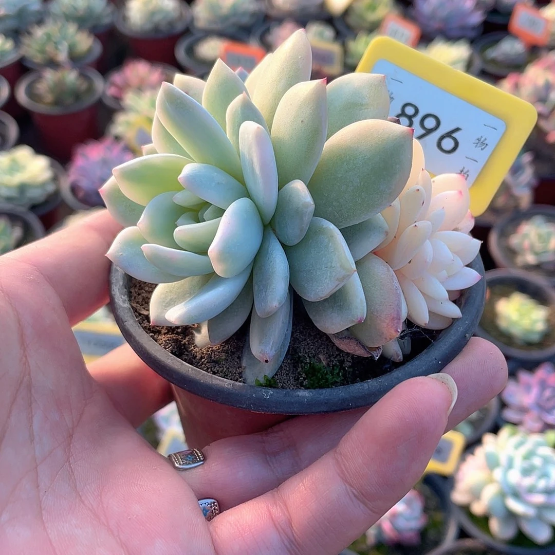 有砍福利896号多肉
