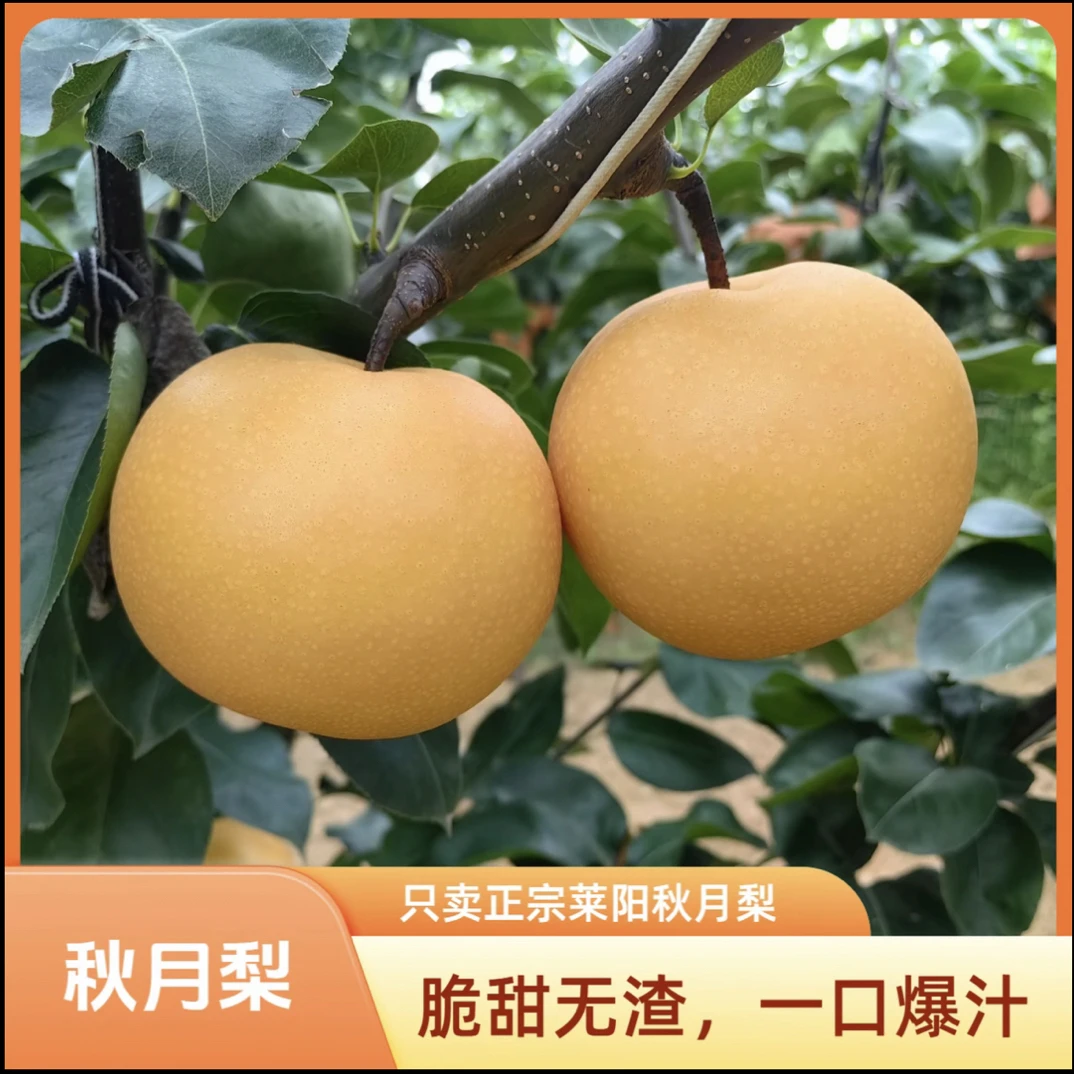 正宗山东莱阳秋月梨莱阳梨梨子现摘现发当季新鲜脆甜多汁水果