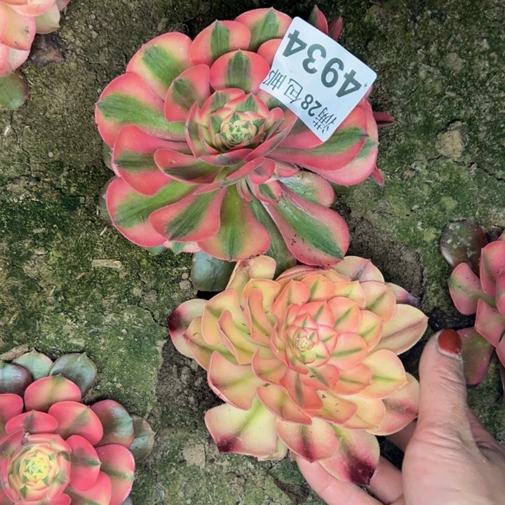 4934南两颗多肉植物