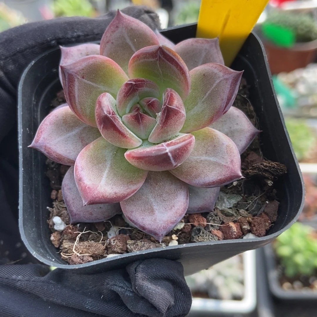 859夜魔侠多肉植物