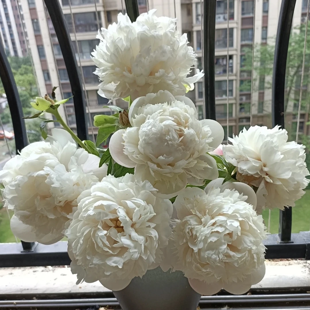 【欧文斯上校】重瓣进口芍药基地对版直发