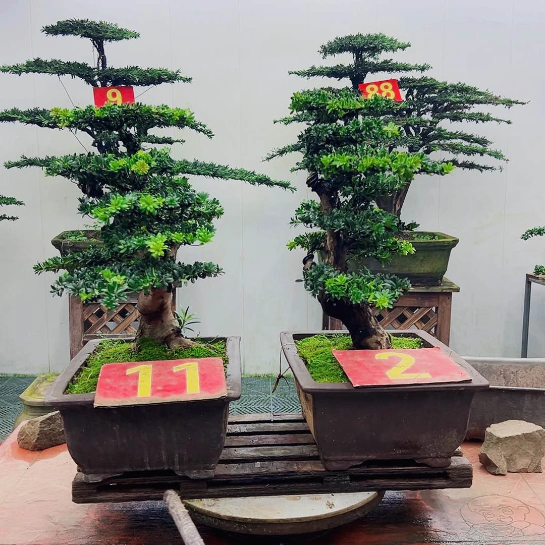 不开花植物罗汉松