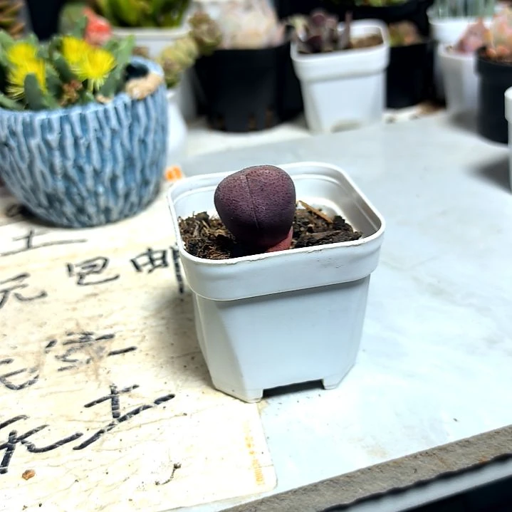 满9元包邮，，紫元宝