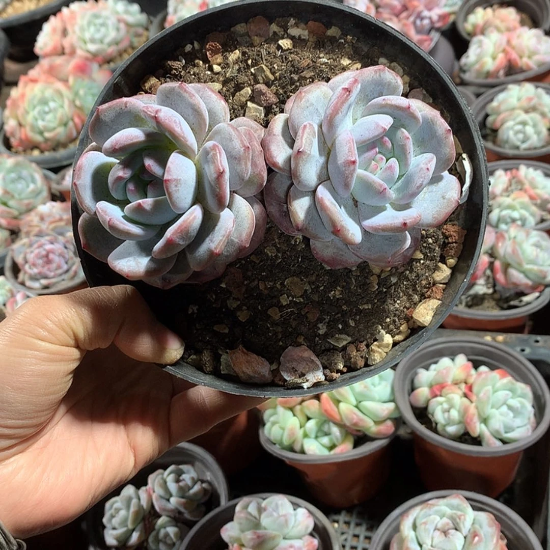 紫皮星影多肉植物46