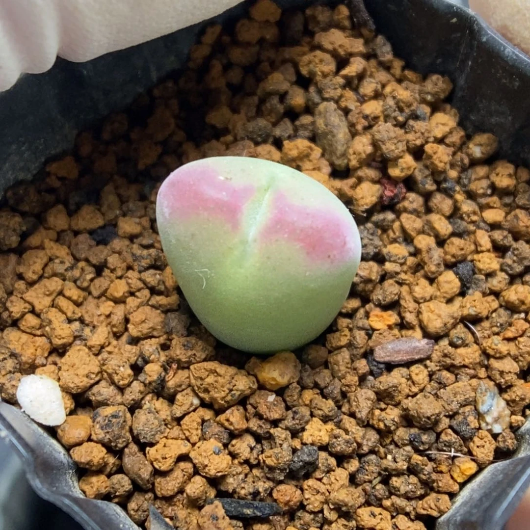 多肉植物肉锥杂交K-042 毛将杂 粗箭头窗
