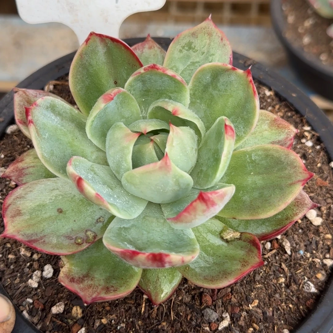 立叶拉丝惊鸿一物一拍包装收缩花旱249