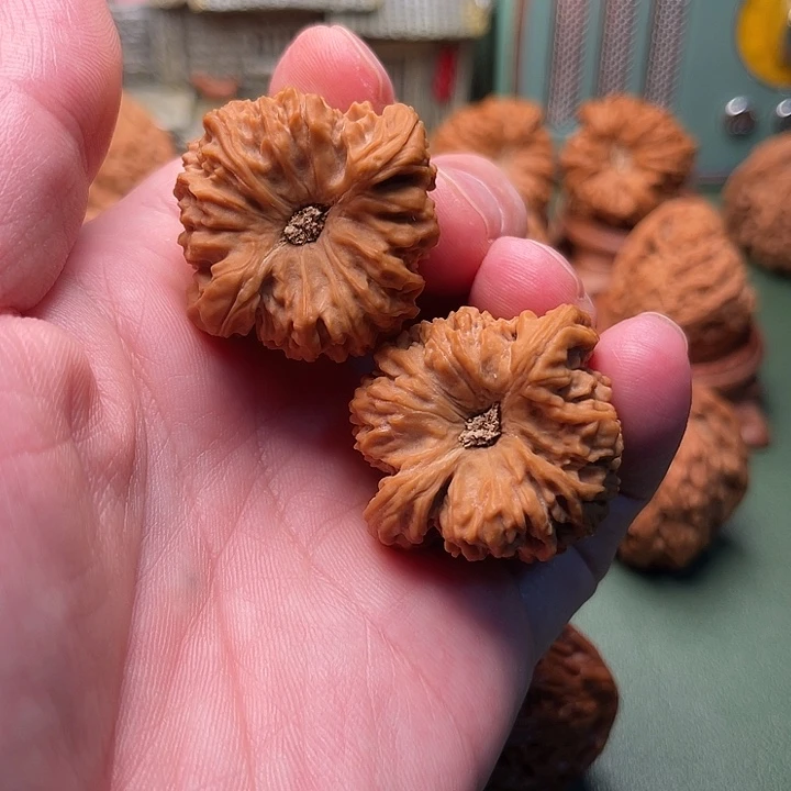 ʚ***ɞ凹底南将石涿鹿哦