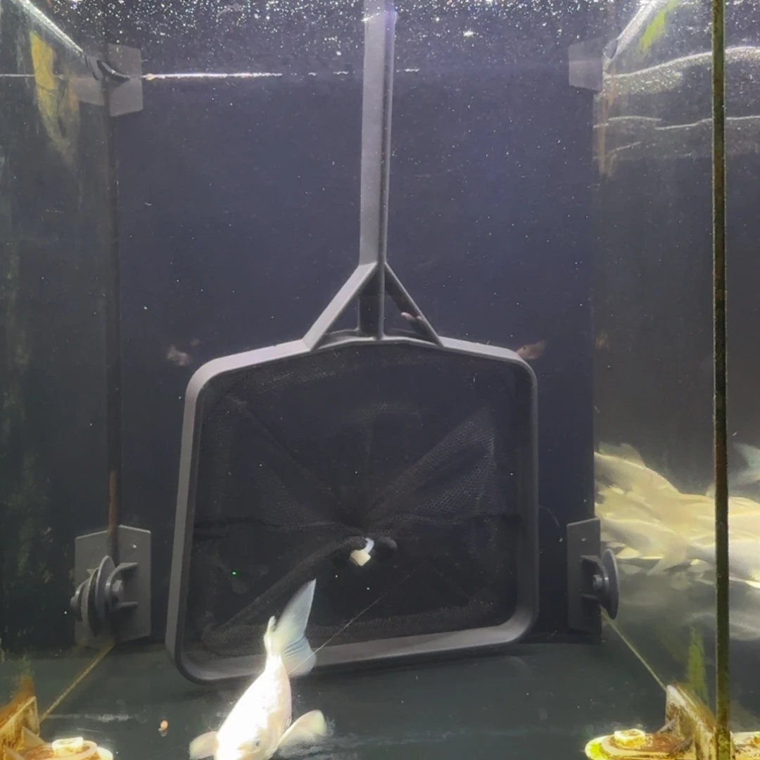 *****海水鱼蝴蝶鲤蝴蝶鲤
