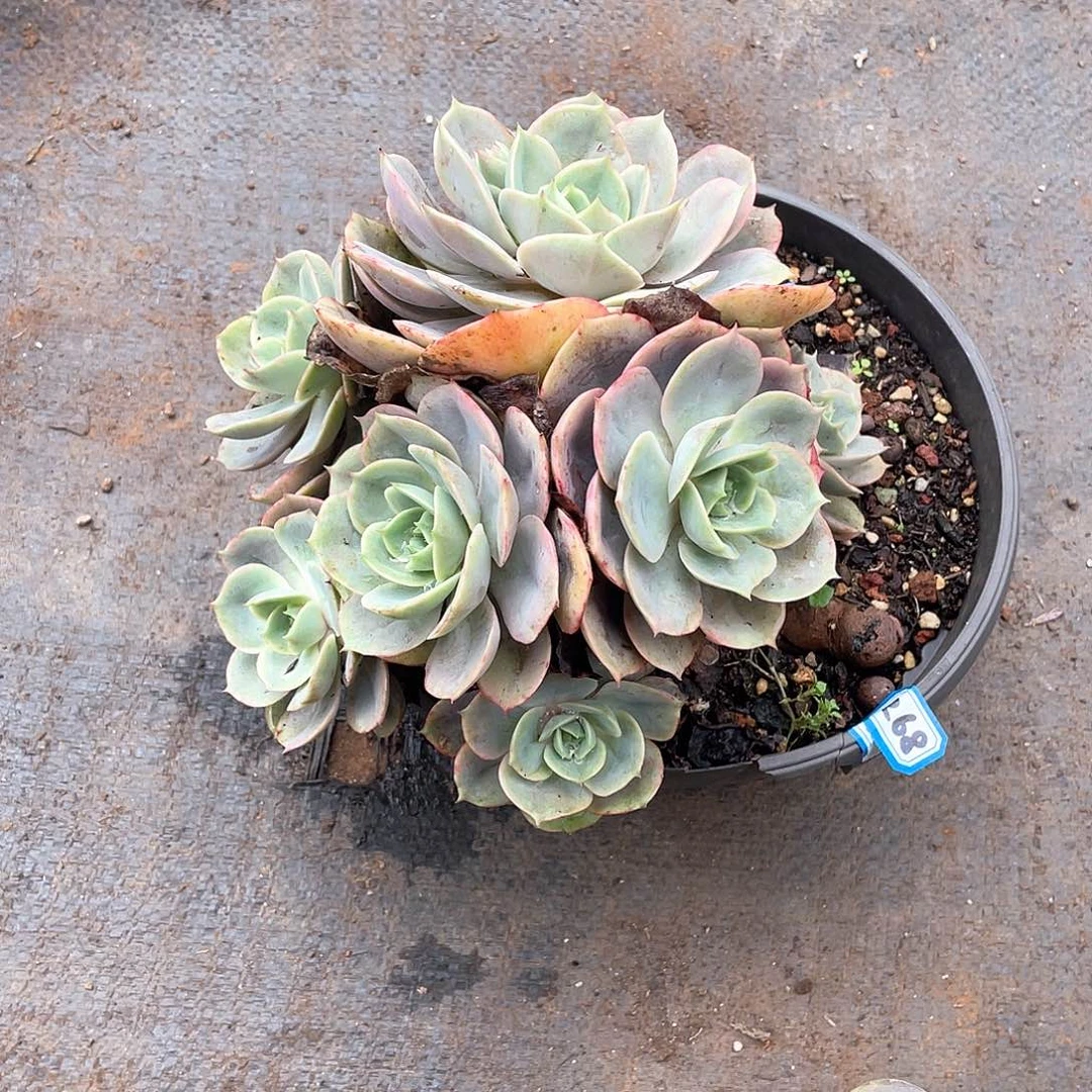 268蓝色苍鹭 一物一拍多肉