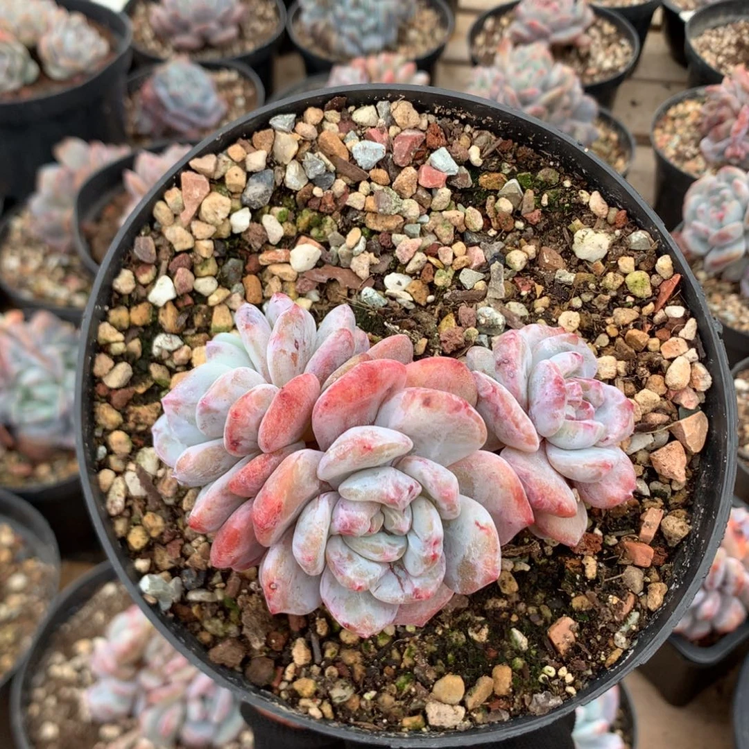 10.5厘米三头红锦星影石化 110