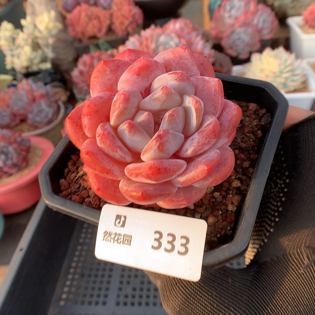 333雪天使多肉植物6666