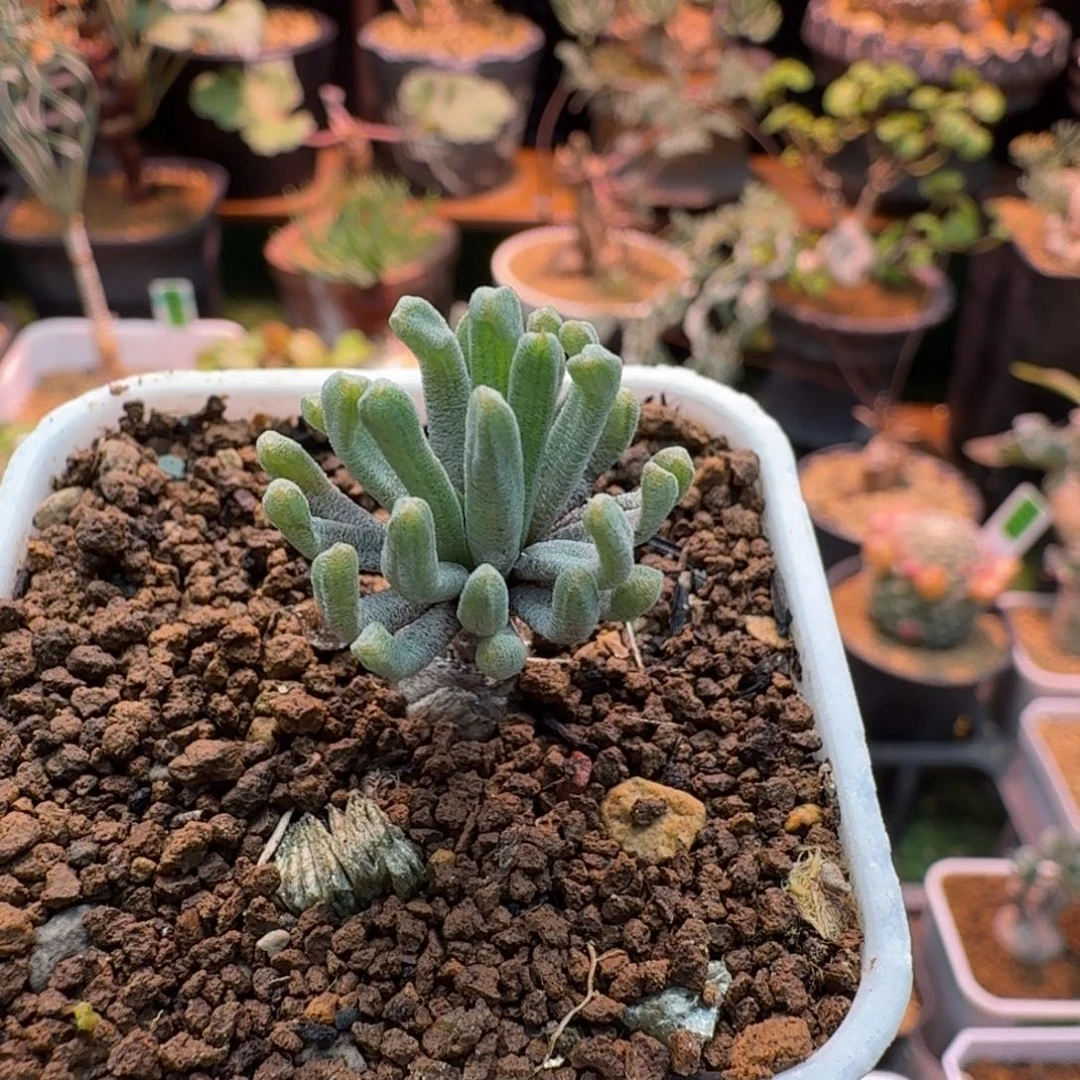 Y花磷芹属208 仙人球