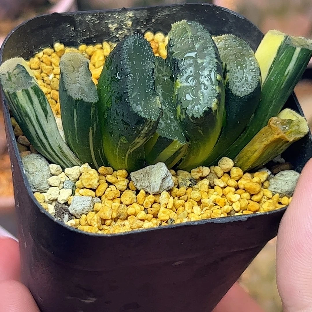 金***峰广重锦十二卷多肉植物满