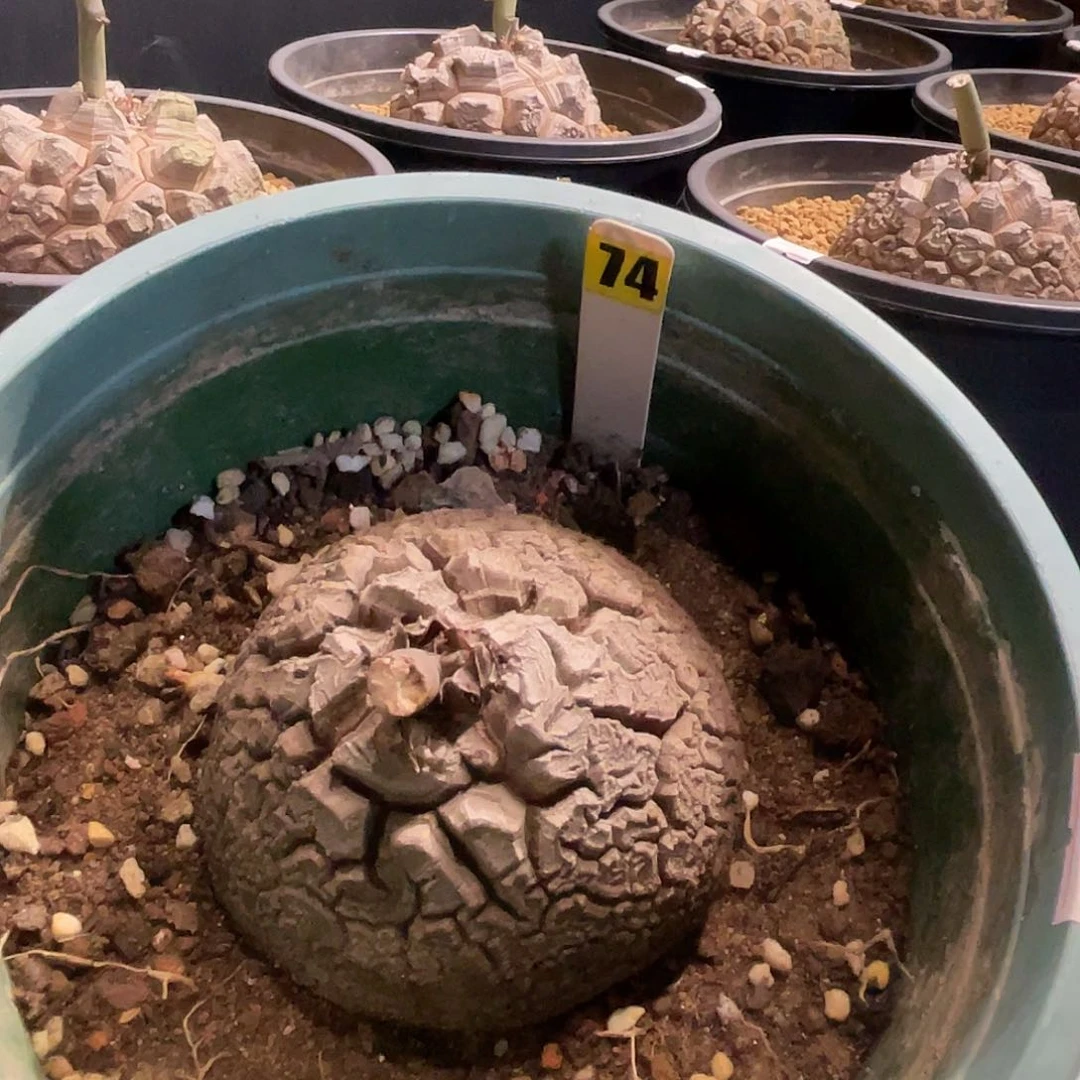 74号龟甲龙龟甲龙