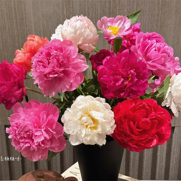 重瓣观赏芍药带芽重瓣四季好养易活室内庭院植物耐寒芍药盆栽