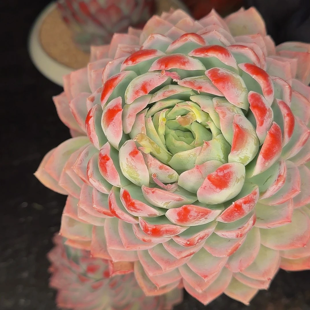 晨*他怕怕他爸爸