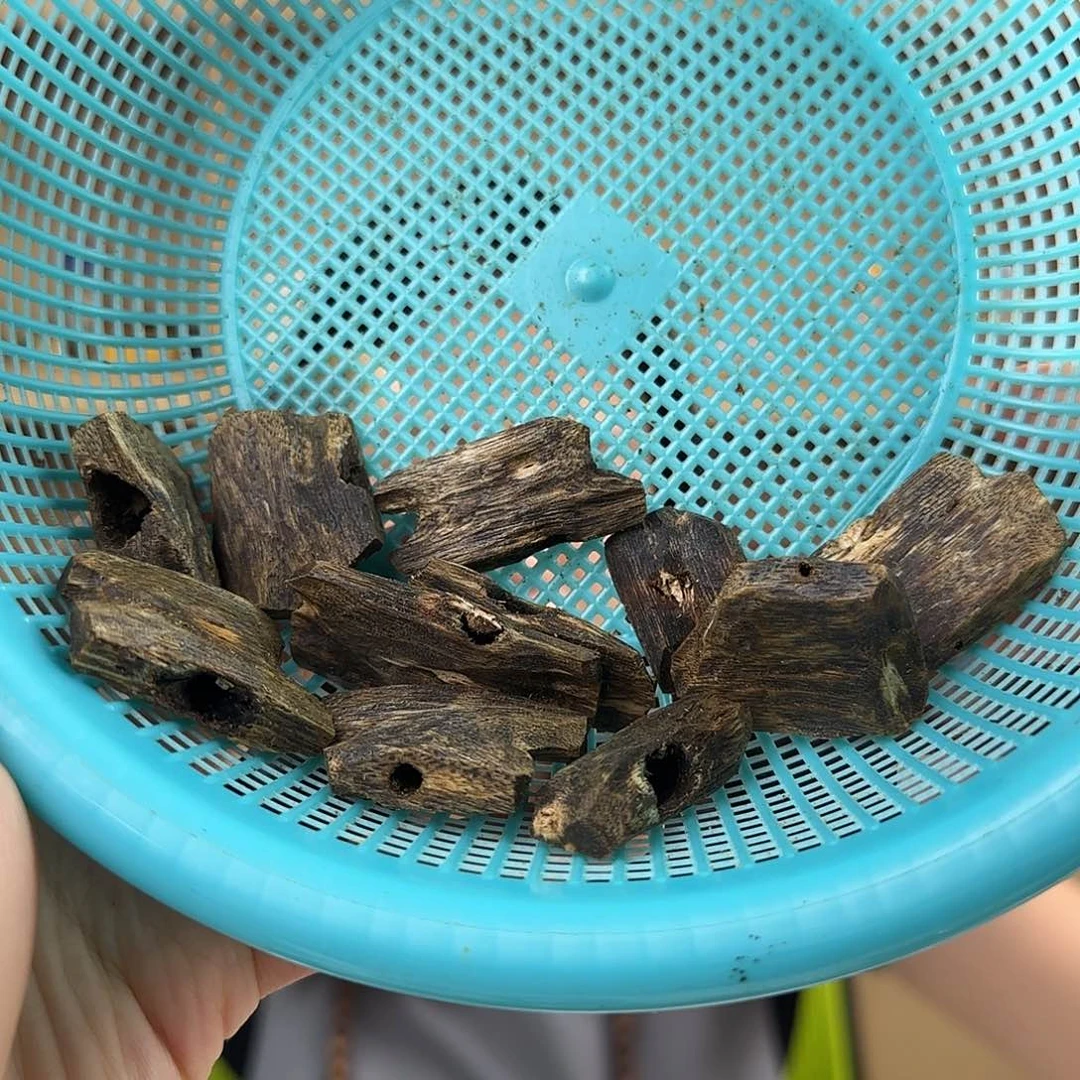 沉香碎屑沉香沉香碎屑 多样性发货