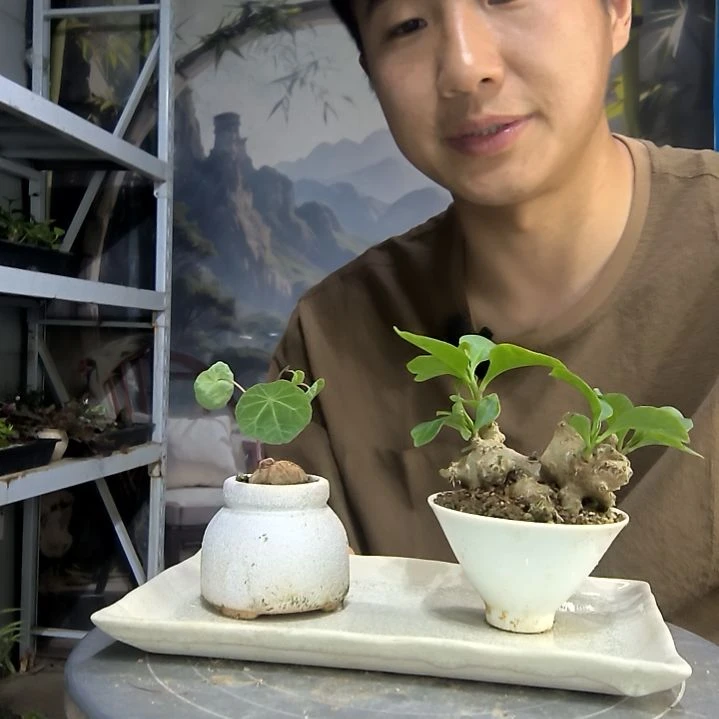无花朵想*呀中青园艺一物一拍66