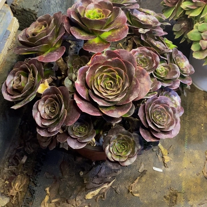 魅金多肉断头不包0093