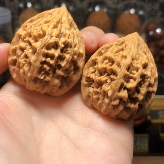 野生油蜡皮：秦鸡