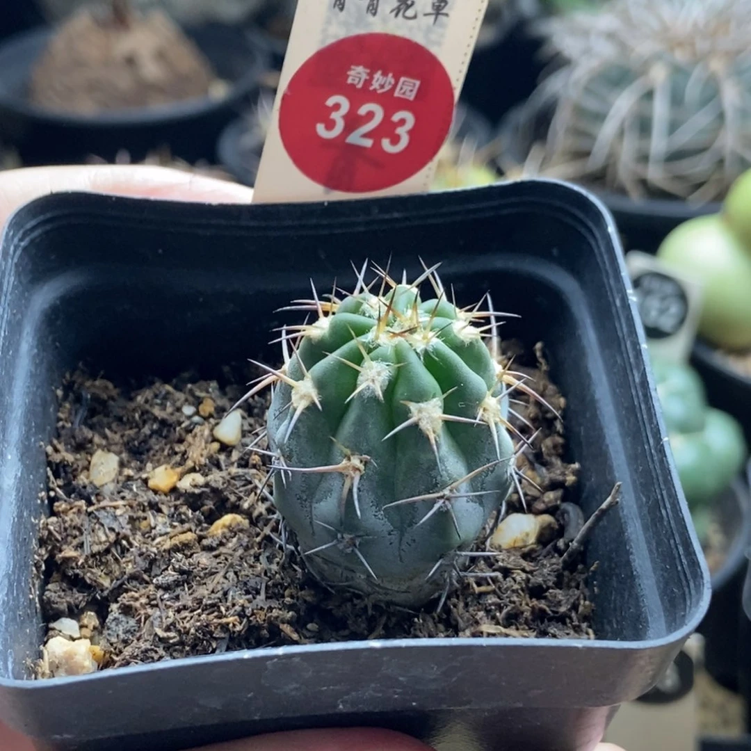 实生上腊阿寒玉2.6cm