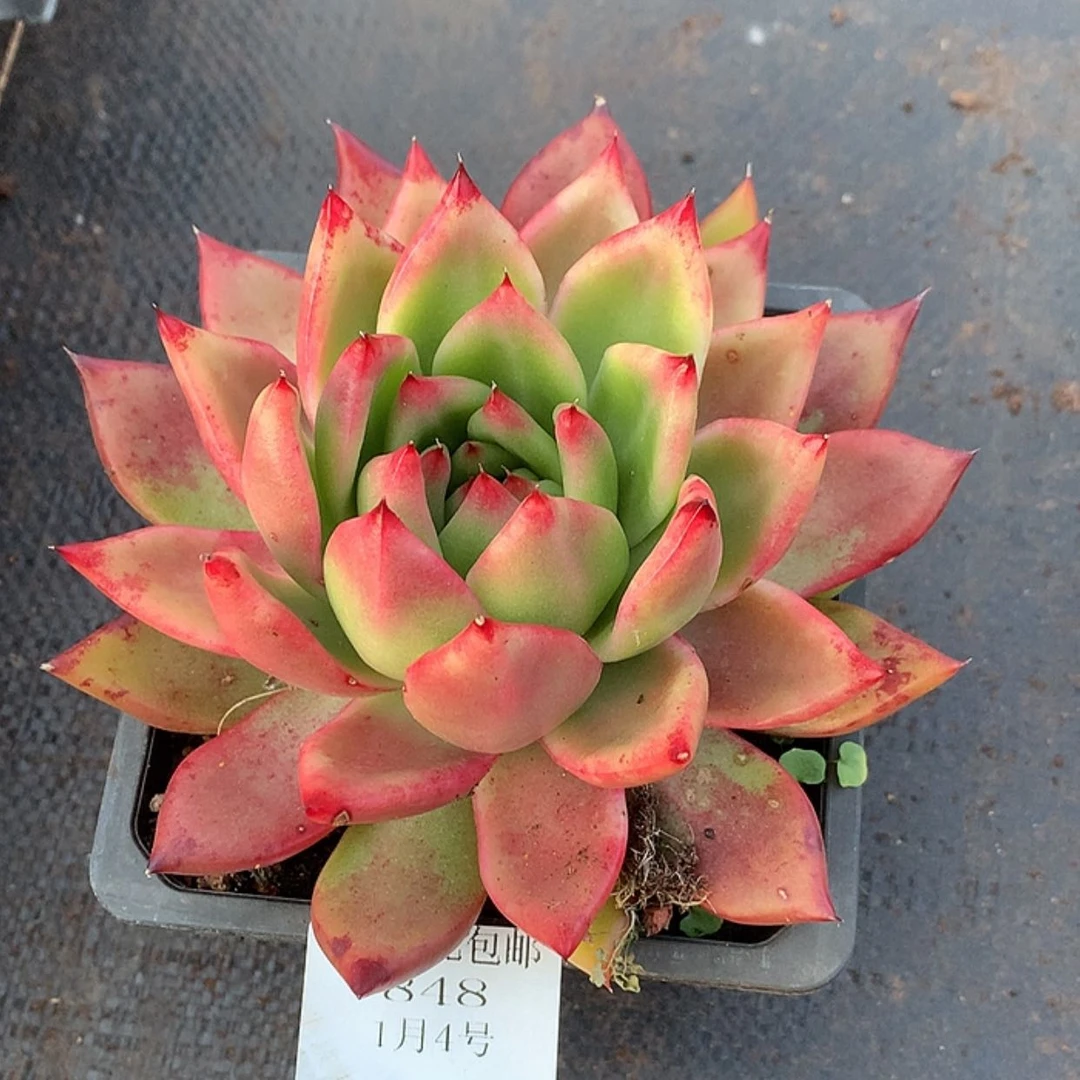 【闪购商品】云848号彩色铅笔14厘米