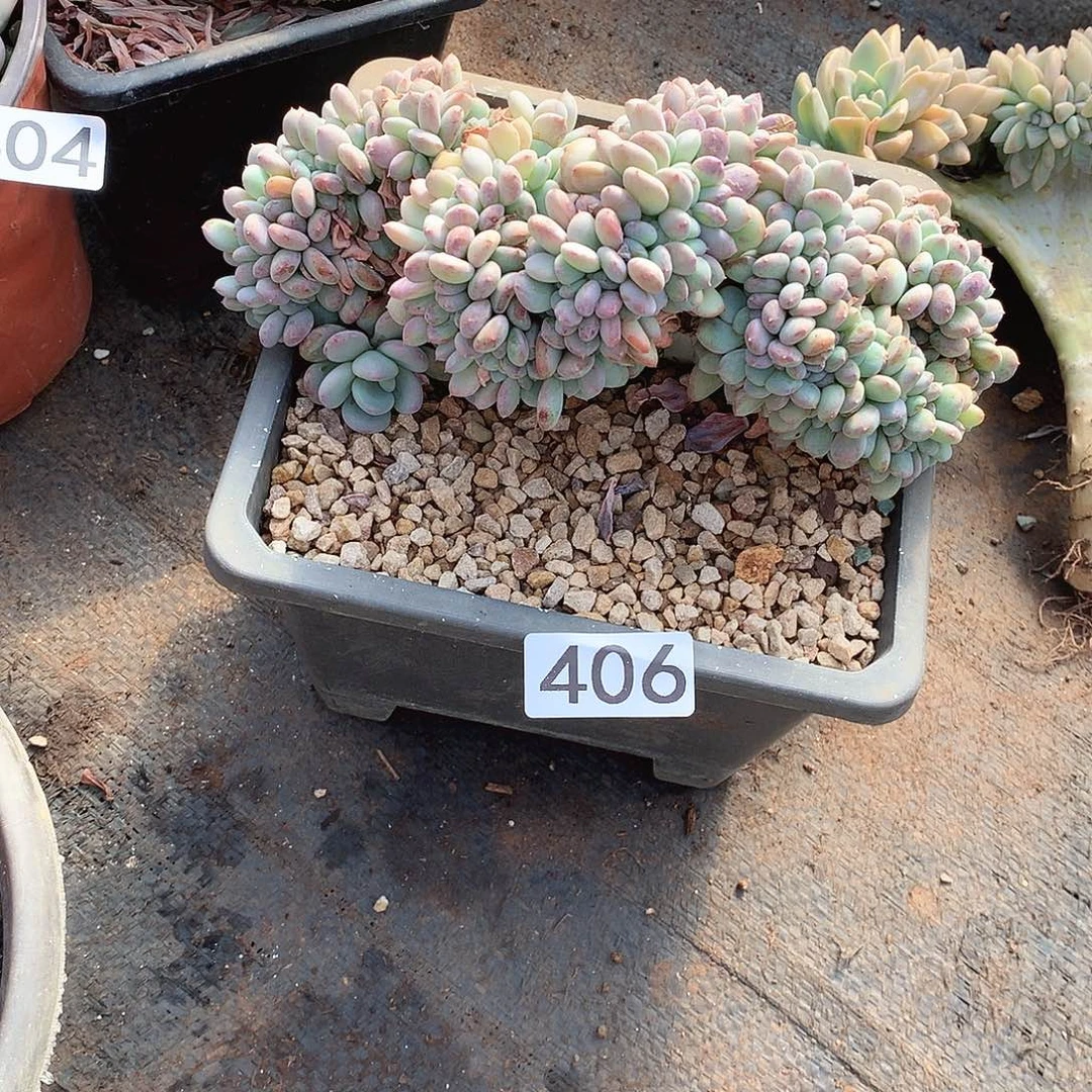 406香香雪一物一拍多肉