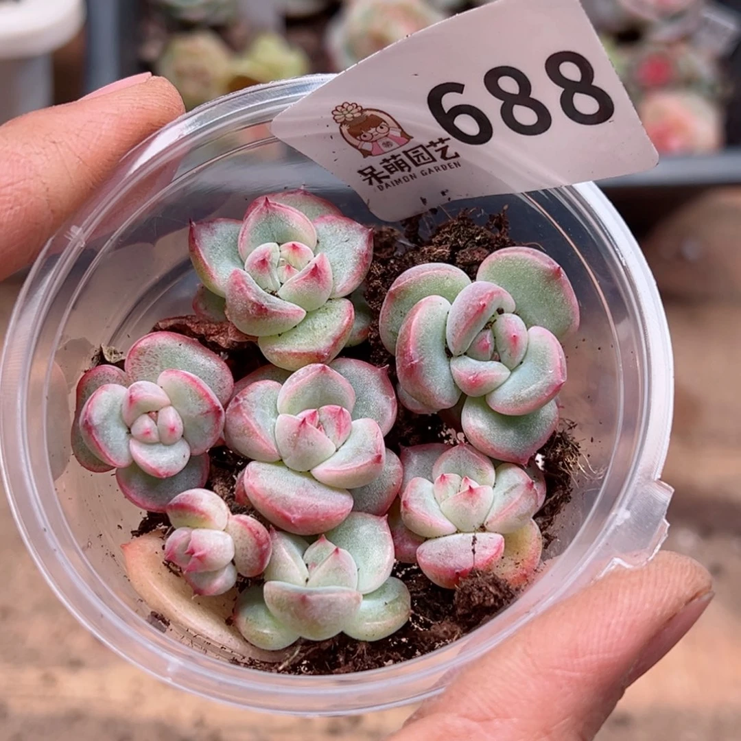 多肉植物多肉植物