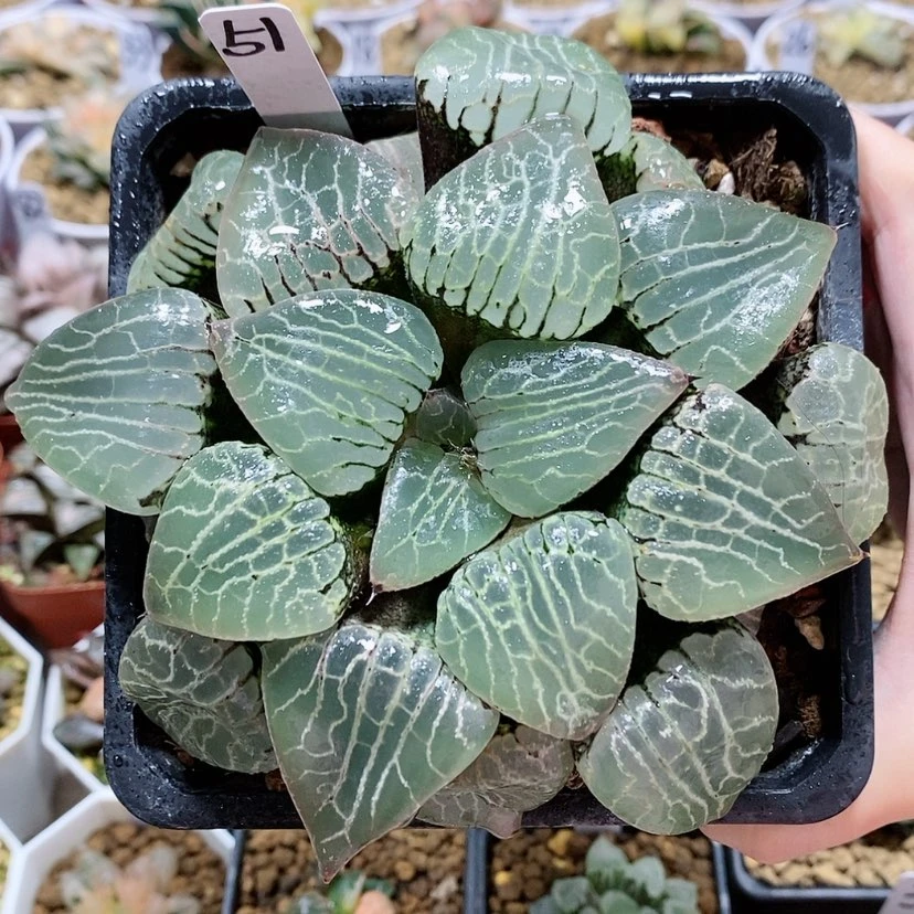 【闪购商品】51水晶101大母本
