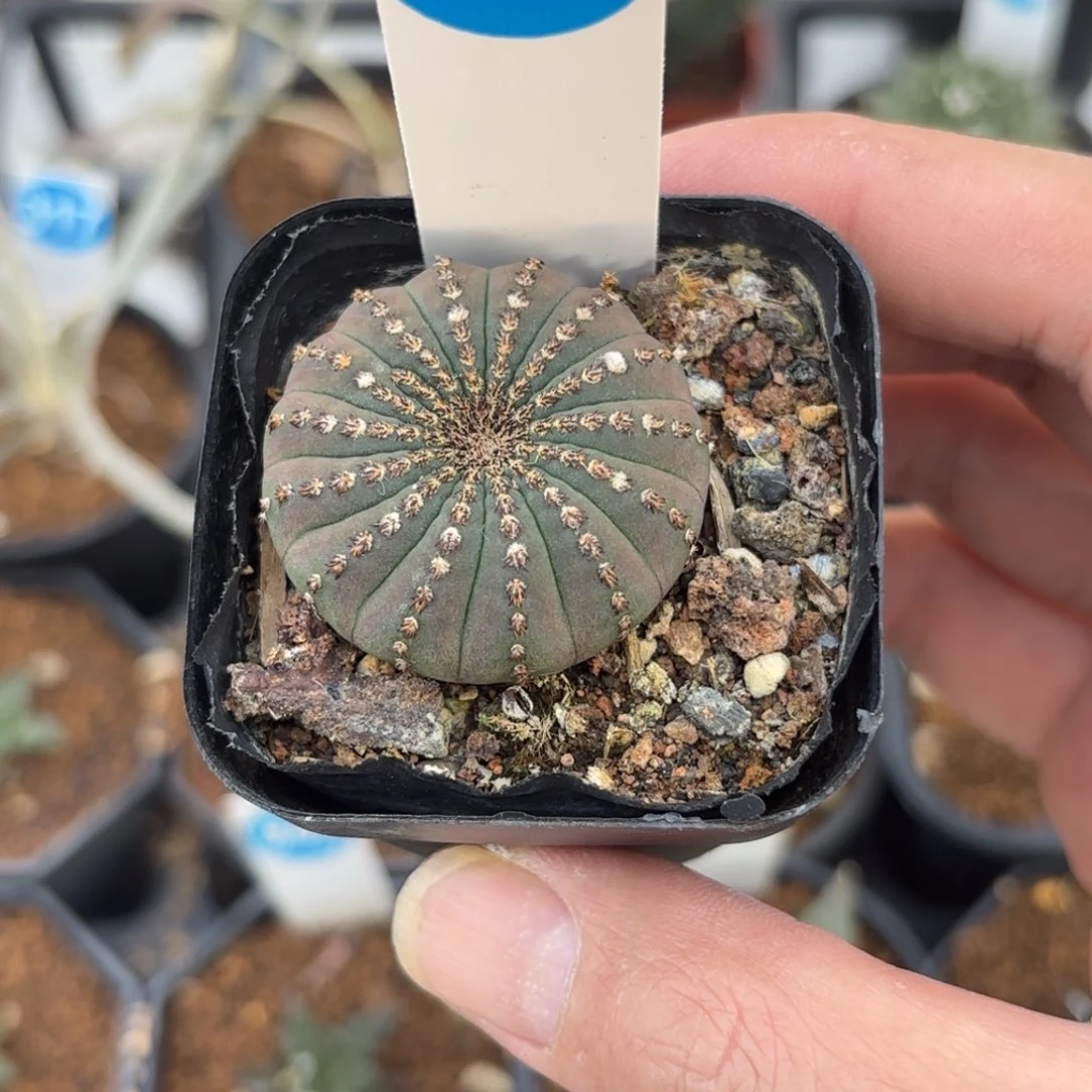 255实生大型士童带盆带土发货