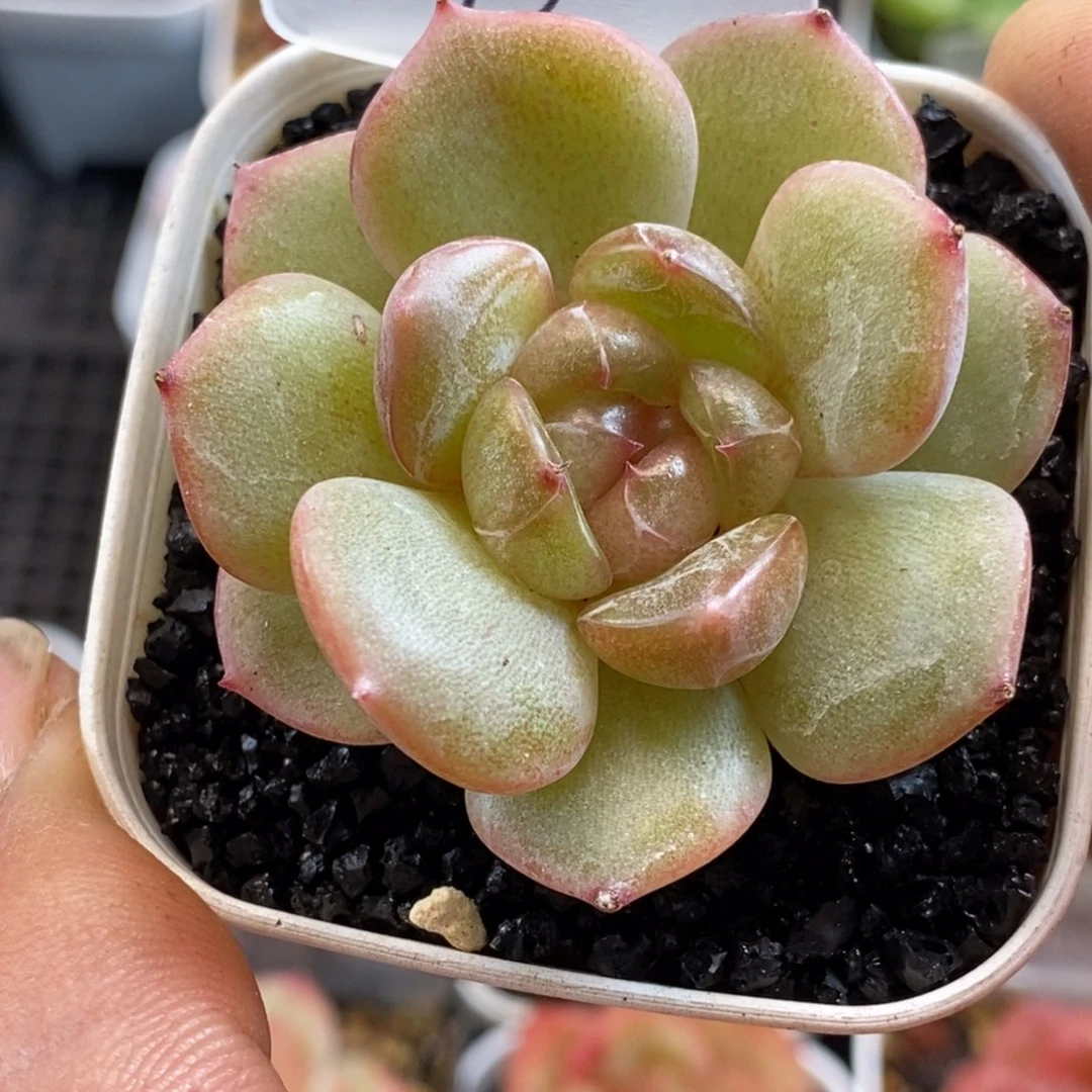 天官赐福百无禁忌