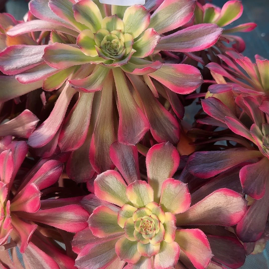 ?***晚多肉植物烟花695