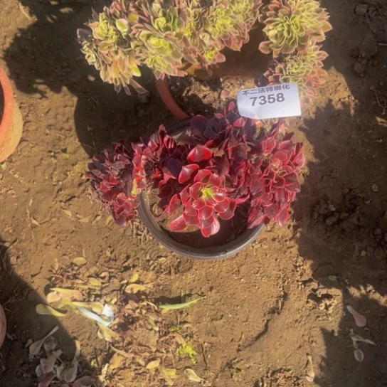 Y***.7358，粉女巫，美杜莎