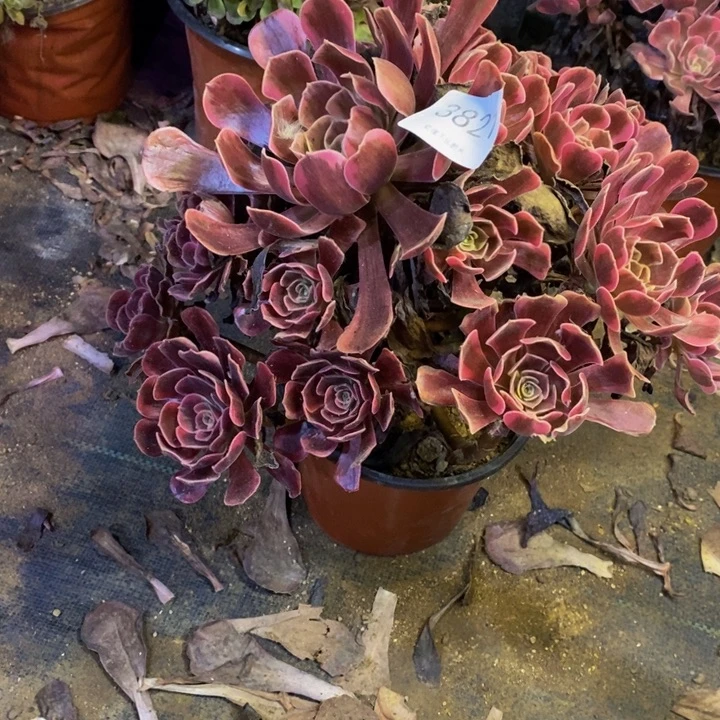 凤冠多肉断头不包3821