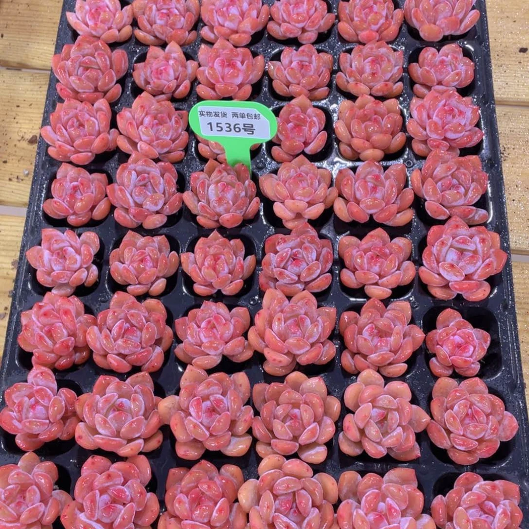 1536号 全状态精品韩橙仙女橙组合六颗