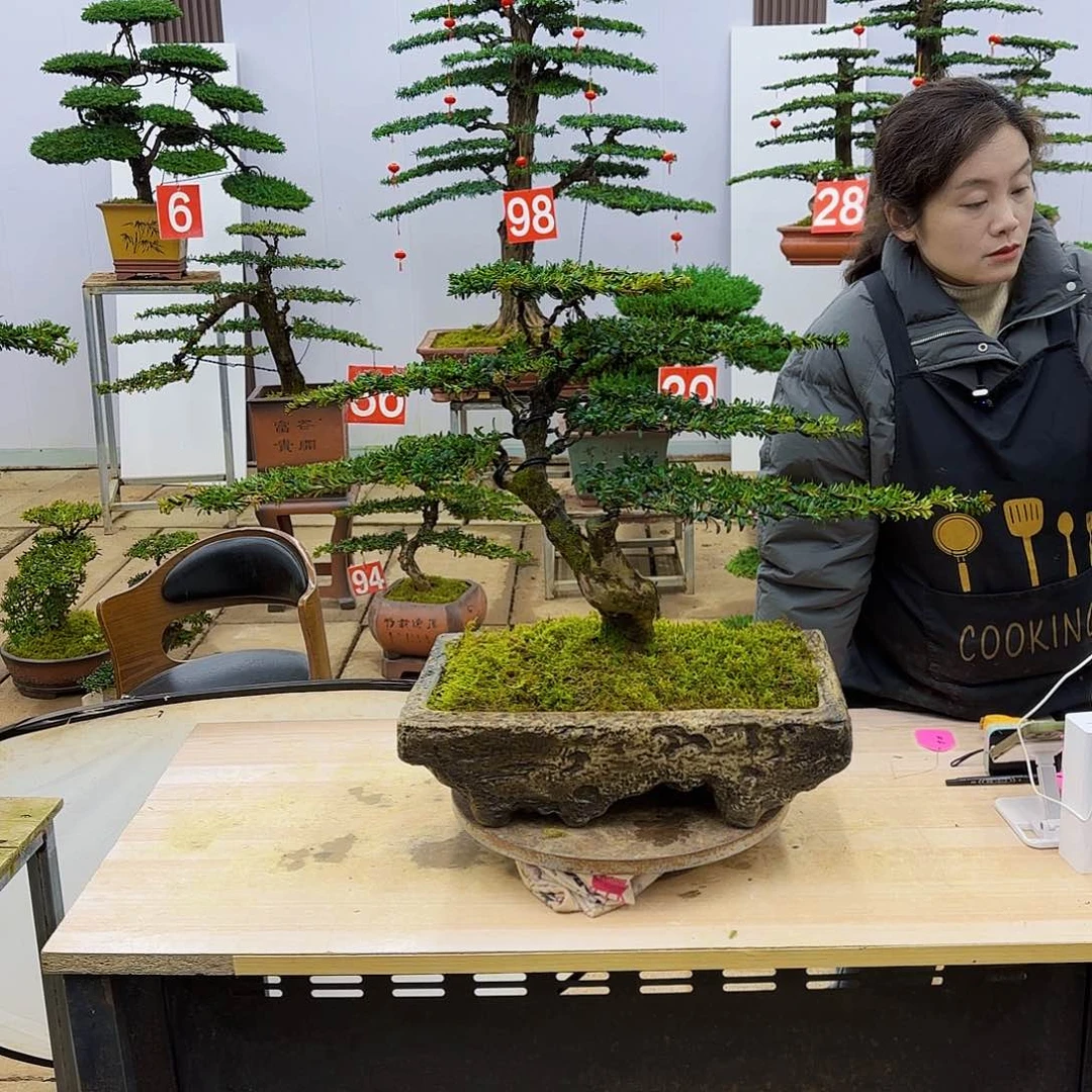 盆景直播间一物一拍