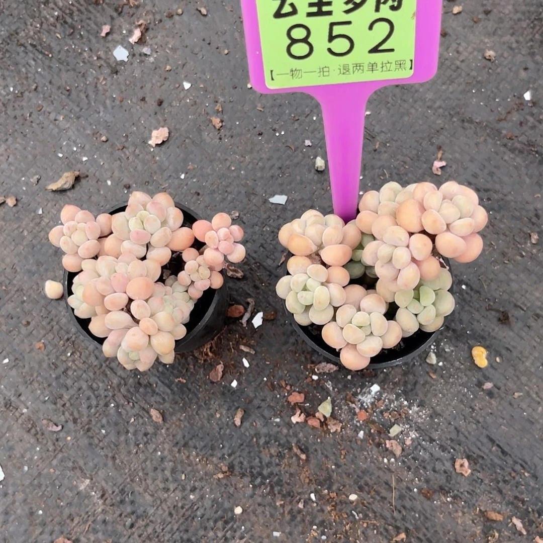 云尘多肉一物一拍852